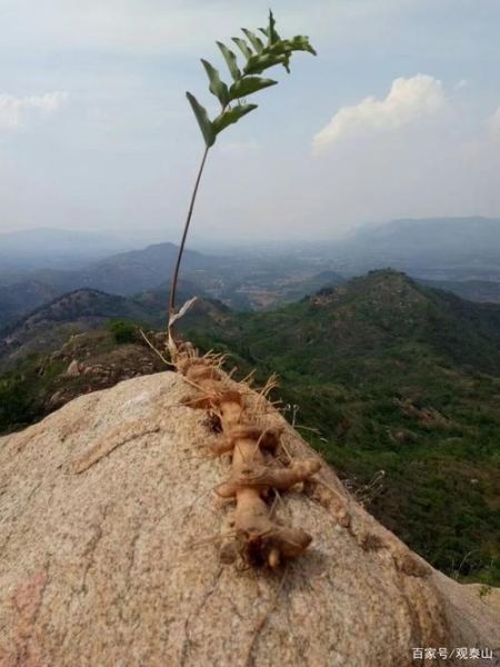 泰山四宝非物质文化遗产（泰山四宝非遗是什么值得收藏吗）-第3张图片-八三百科