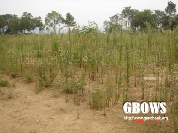 红柳非物质文化遗产(红柳非物质文化遗产有哪些典型项目)-第3张图片-八三百科 红柳非物质文化遗产(红柳非物质文化遗产有哪些典型项目)-第3张图片-八三百科