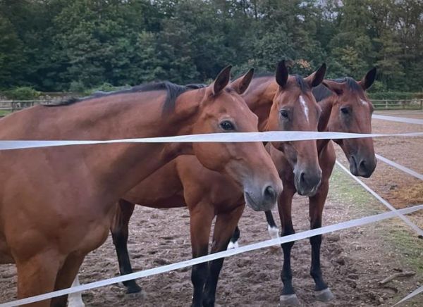 马术非物质文化遗产(马术非遗传承到底学什么入门指南)-第2张图片-八三百科 马术非物质文化遗产(马术非遗传承到底学什么入门指南)-第2张图片-八三百科