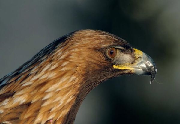 金雕非物质文化遗产(金雕国家级非遗技艺完整入门)-第2张图片-八三百科 金雕非物质文化遗产(金雕国家级非遗技艺完整入门)-第2张图片-八三百科