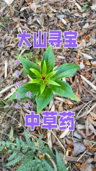 中国非物质文化遗产草药(中国非物质文化遗产草药有哪些)-第3张图片-八三百科 中国非物质文化遗产草药(中国非物质文化遗产草药有哪些)-第3张图片-八三百科