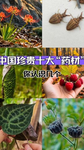 中国非物质文化遗产草药(中国非物质文化遗产草药有哪些)-第2张图片-八三百科 中国非物质文化遗产草药(中国非物质文化遗产草药有哪些)-第2张图片-八三百科