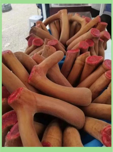 鹿茸非物质文化遗产（鹿茸非遗技艺核心工序）-第2张图片-八三百科