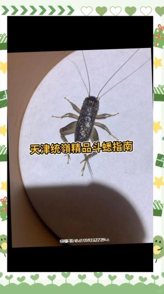 非物质文化遗产蛐蛐（蛐蛐怎么养？新手非遗蛐蛐饲养全指南）-第1张图片-八三百科