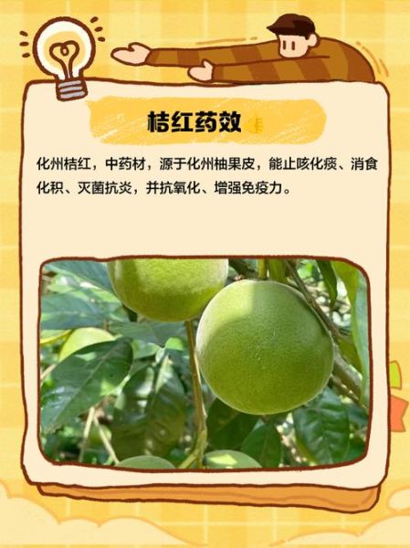 古红桔非物质文化遗产（古红桔非物质文化遗产是国家级吗）-第2张图片-八三百科