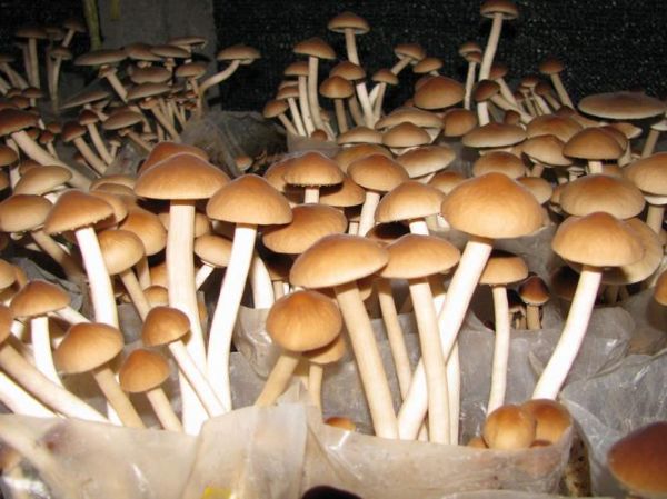 非物质文化遗产菇(菇类技艺非遗项目有哪些?)-第1张图片-八三百科 非物质文化遗产菇(菇类技艺非遗项目有哪些?)-第1张图片-八三百科