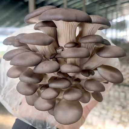 非物质文化遗产菇(菇类技艺非遗项目有哪些?)-第2张图片-八三百科 非物质文化遗产菇(菇类技艺非遗项目有哪些?)-第2张图片-八三百科