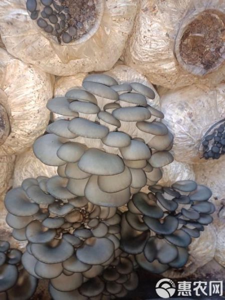 非物质文化遗产菇(菇类技艺非遗项目有哪些?)-第3张图片-八三百科 非物质文化遗产菇(菇类技艺非遗项目有哪些?)-第3张图片-八三百科