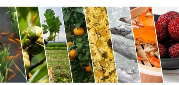 青田非物质农业文化遗产（青田稻鱼共生系统是什么农业模式）-第1张图片-八三百科